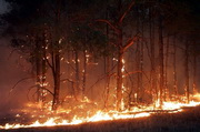 В Казахстане с начала года выгорело 132 г. лесного фонда