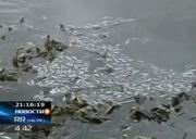 В этом году в пойме Иртыша погибло около 100 миллионов рыбной молоди (Видео)