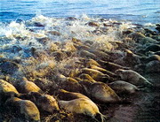 Массовая гибель тюленей 
