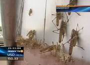 Шымкент одолели огромные насекомые саранчовой породы (Видео)