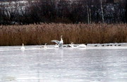 Птиц пытаются вызволить из полыньи замерзающего озера