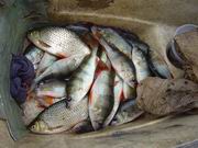 На Иртыше и пойменных водоемах введен запрет на рыбную ловлю