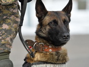 Служебная собака обнаружила крупную партию наркотиков в Алматинской области