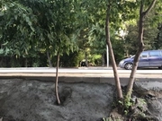 Рабочие забетонировали деревья в Алматы