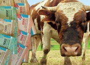 Воры украли поддельные деньги у фермеров, на которые сами купили быков
