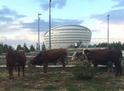 Видео с коровами возле 