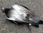 По всему Усть-Каменогорску стали находить окровавленные тушки голубей