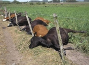 Из-за падежа скота временно закрыли завод в Жамбылской области