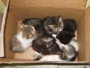 В Усть-Каменогорске оцепили район из-за коробки с новорожденными котятами