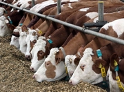 От неизвестной болезни гибнут коровы в Атырауской области