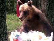 «Потерявший страх» медведь запугал жителей ВКО