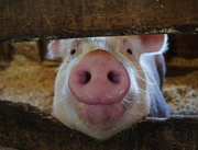 Ветсанврачи уверены: вспышка африканской чумы свиней в Омской области не дойдет до Павлодара