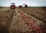 Польским инвесторам предложили перерабатывать картофель и свеклу в Павлодарской области