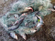216 кг рыбы, три лодки и 500 метров сетей изъято у браконьеров в Прииртышье