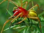 Жителя Усть-Каменогорска укусил редкий ядовитый паук