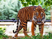 Вернуть тигров в Казахстан пообещал министр
