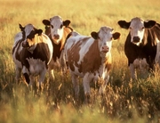 арбиев канат тюлюбаевич биография. 86 1507797967. арбиев канат тюлюбаевич биография фото. арбиев канат тюлюбаевич биография-86 1507797967. картинка арбиев канат тюлюбаевич биография. картинка 86 1507797967. В Украине появится новый банк с иностранным капиталом. И это не кто-нибудь из известных финансовых конгломератов, и даже не россияне. Речь о банках Александра Адарича – Фидобанке и Евробанке, которые сольются в одно финучреждение. И финансировать их будет инвестор из Казахстана. арбиев канат тюлюбаевич биография. 86 1507797967. арбиев канат тюлюбаевич биография фото. арбиев канат тюлюбаевич биография-86 1507797967. картинка арбиев канат тюлюбаевич биография. картинка 86 1507797967. В Украине появится новый банк с иностранным капиталом. И это не кто-нибудь из известных финансовых конгломератов, и даже не россияне. Речь о банках Александра Адарича – Фидобанке и Евробанке, которые сольются в одно финучреждение. И финансировать их будет инвестор из Казахстана.