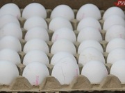 Две павлодарские птицефабрики подозреваются в ценовом сговоре