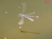 796 1623060589 можно ли разводить стрекоз