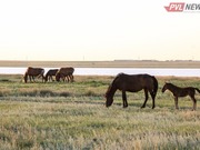 Скотокрад угнал табун лошадей в Павлодарском районе