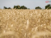 Десятки тонн зерна украли с полей сельчане в Павлодарской области