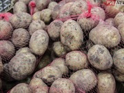 Павлодарский картофель рискует сгнить в грузовых вагонах на границе с Узбекистаном