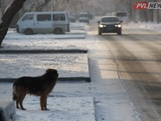 О проблеме бродячих животных на улицах Павлодара высказался Асаин Байханов