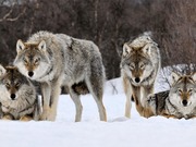 Сколько волков обитает в Павлодарской области