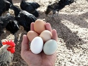 Почему в Казахстане растут цены на яйца и мясо птицы