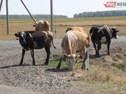 Стадо коров мешало автомобилям на павлодарской трассе
