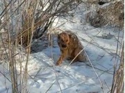 Павлодарские лесники спасли попавшую в петли браконьеров собаку (Видео)