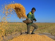  За сколько павлодарские аграрии смогут продать пшеницу «Продкорпорации»