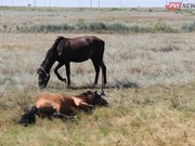 Стадо лошадей попало под поезд в Павлодарской области