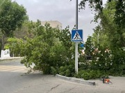 В Павлодаре сформировали бригады для вывоза упавших деревьев