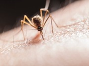 Когда жителям Павлодарской области ожидать комаров