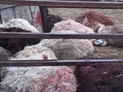 Стая собак атаковала скот в селе Майского района