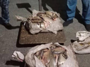 100 килограммов незаконно выловленной рыбы изъяли у сельчанина в Жетысу