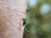 Обрабатывать пойму Иртыша от комаров и мошек начнут раньше в этом году