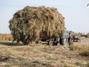Что с кормами в самом южном районе Павлодарской области