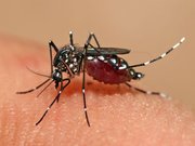 Лихорадку денге выявили у отдыхавшего в Таиланде павлодарца