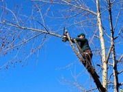 Более 135 миллионов тенге выделили на санитарную обрезку деревьев в Павлодаре в этом году