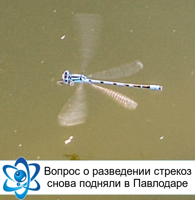 796 1623060589 можно ли разводить стрекоз