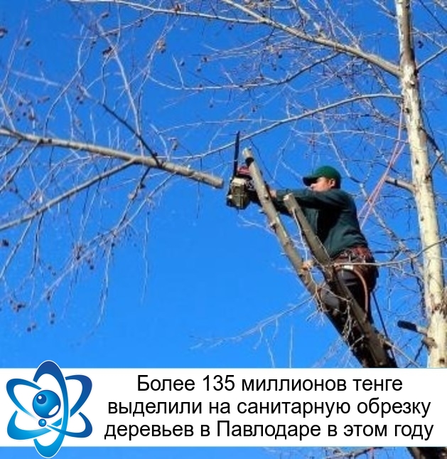 Более 135 миллионов тенге выделили на санитарную обрезку деревьев в Павлодаре в этом году