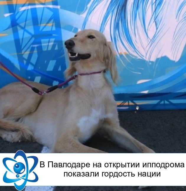 В Павлодаре на открытии ипподрома показали гордость нации
