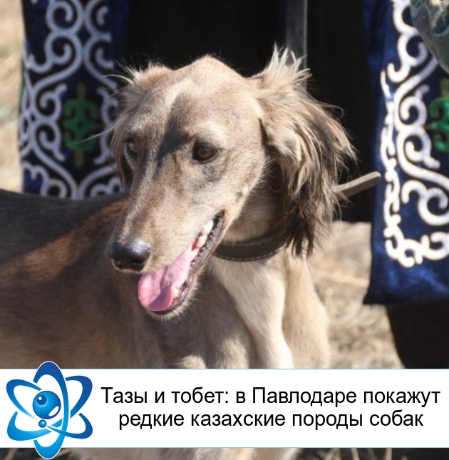 Тазы и тобет: в Павлодаре покажут редкие казахские породы собак